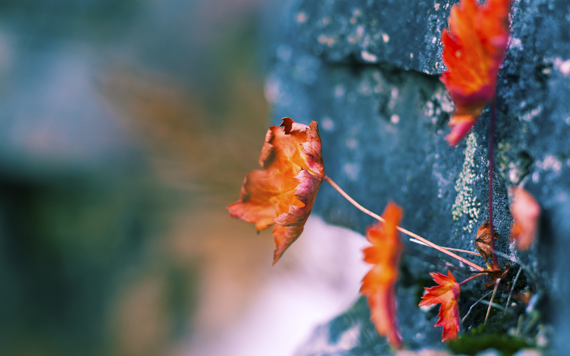 《王者荣耀国际版冠军赛，海外战队挑战LPL强敌》，王者国外比赛