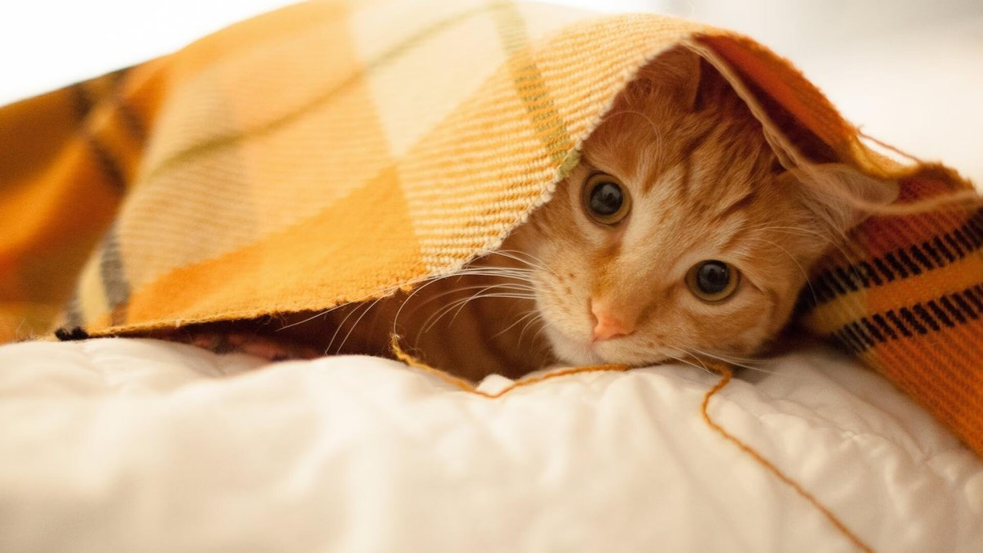 哥伦比亚马术协会设立“Sinjska Alka”奖学金,支持传统马术研究。