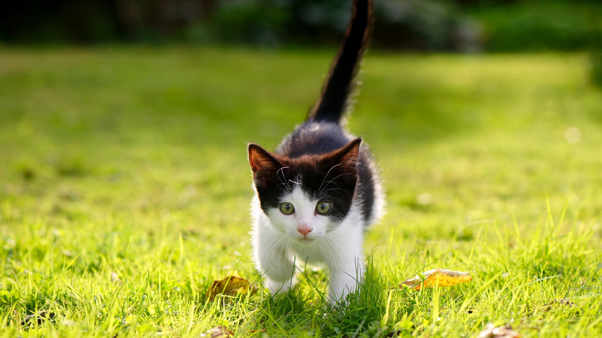 b体育官方网站-转会截止：五大联赛最令人瞩目的交易盘点，五大联赛转会市场什么时候截止