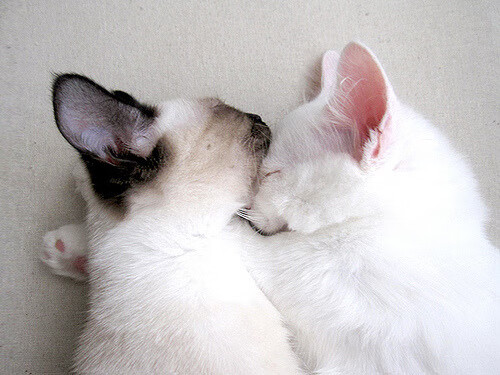 凯尔特人逆转热火,抢七大战中塔图姆末节爆发,凯尔特人队塔图姆