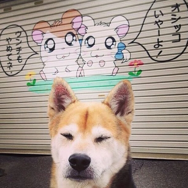 B体育APP下载网址-北美球员加盟亚洲联赛，打破传统球员转会，北美洲的球队