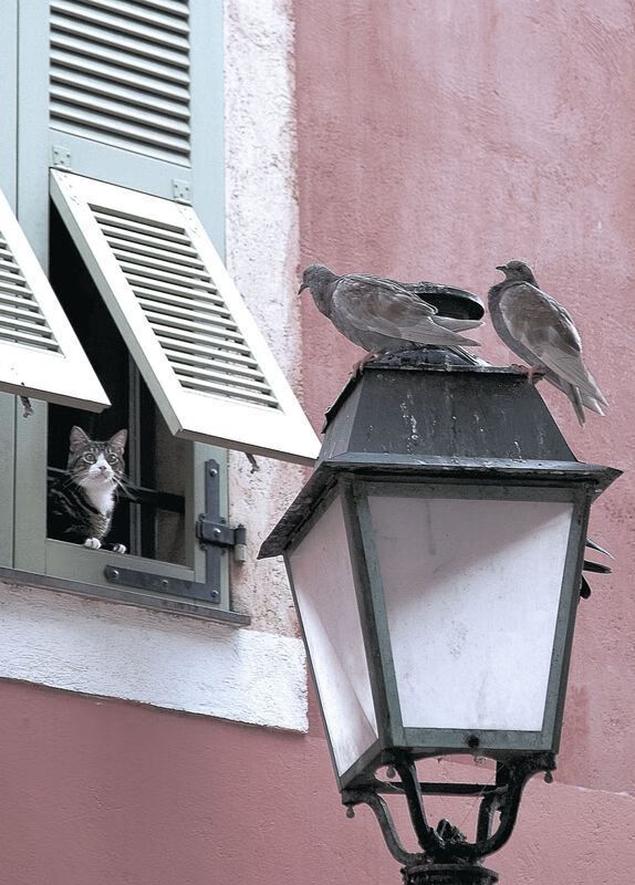头名之争！贝蒂斯战平莱万特，难解难分，莱贝克vs巴蒂斯塔