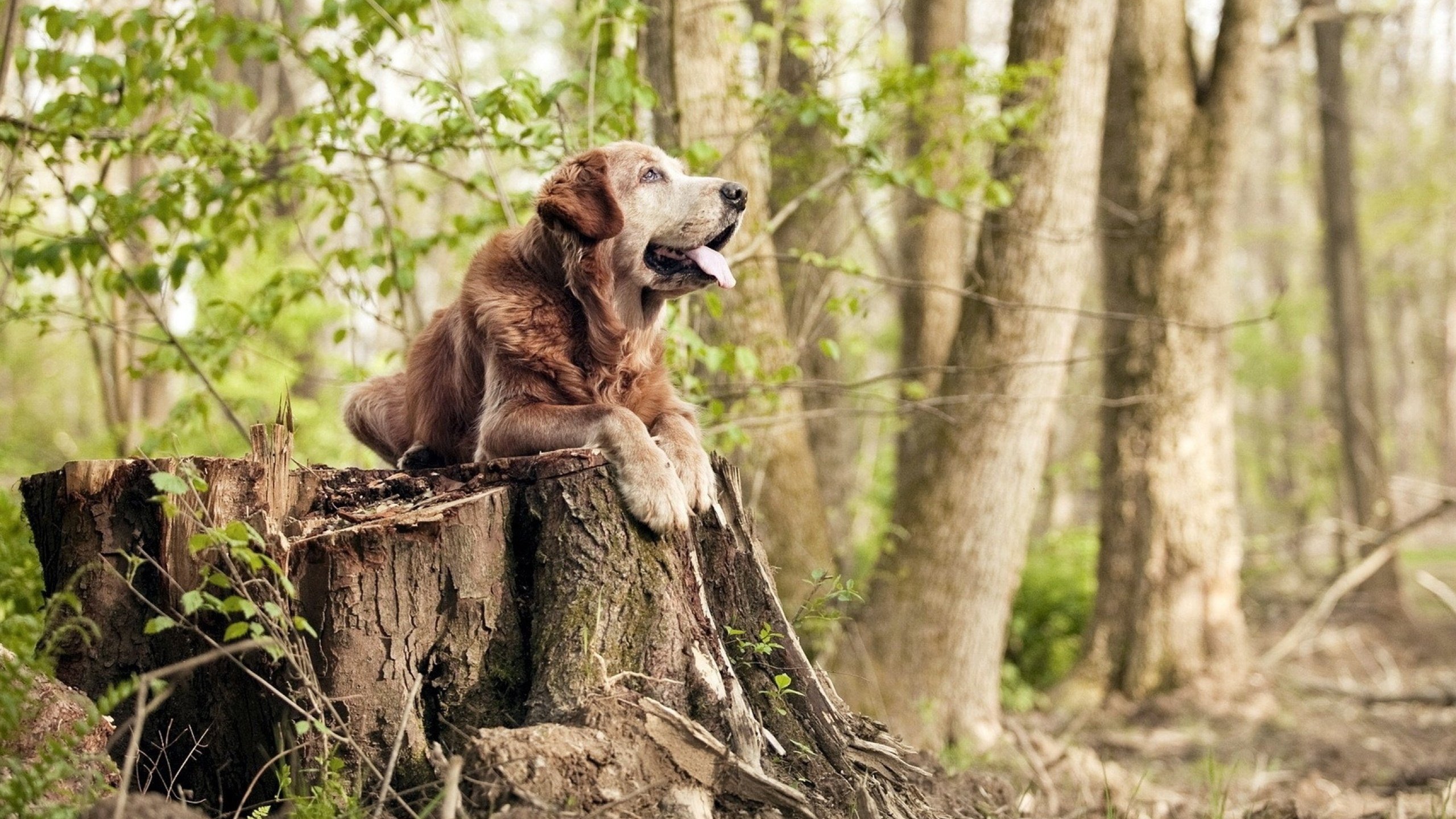 夺冠在望!球队实力强悍,决赛在即,球赛决赛