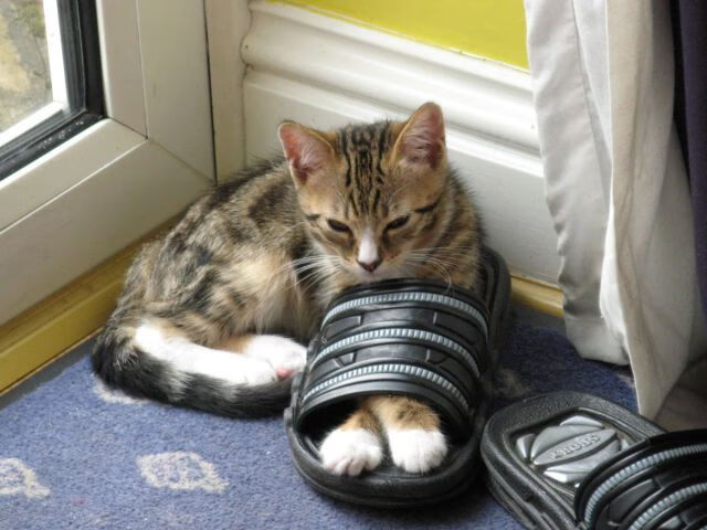 夺冠大热门演绎惊险转折,冠军前景脉脉呼唤,夺冠瞬间视频