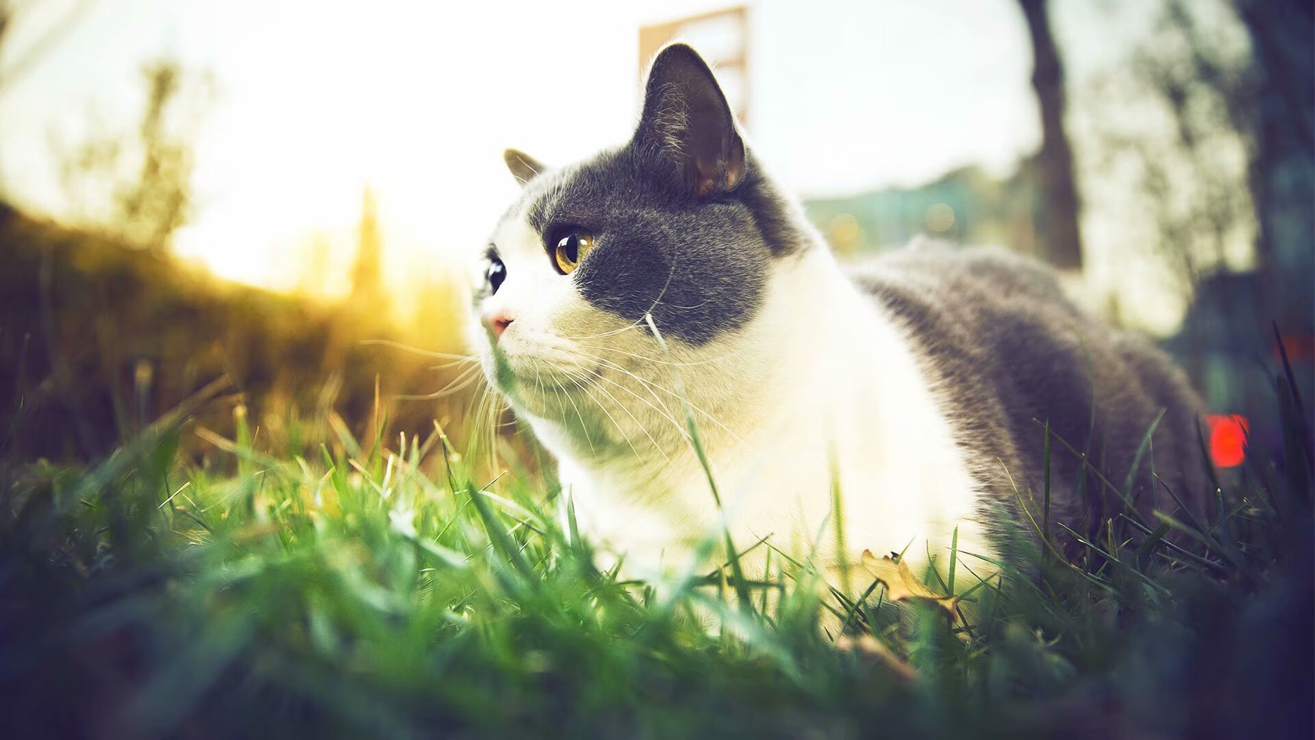 b体育电竞-夺冠大热门演绎惊险转折，冠军前景脉脉呼唤，夺冠锦集