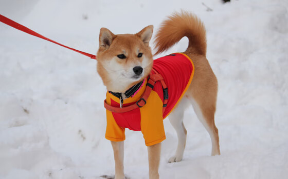 夺冠大热门陷入危机,困难重重欲破局,夺冠热点