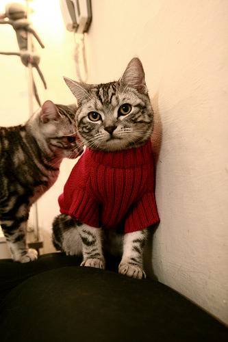 弗鲁米嫩塞赢得2024年南美超级杯冠军,弗鲁米嫩塞vs巴拉纳竞技直播