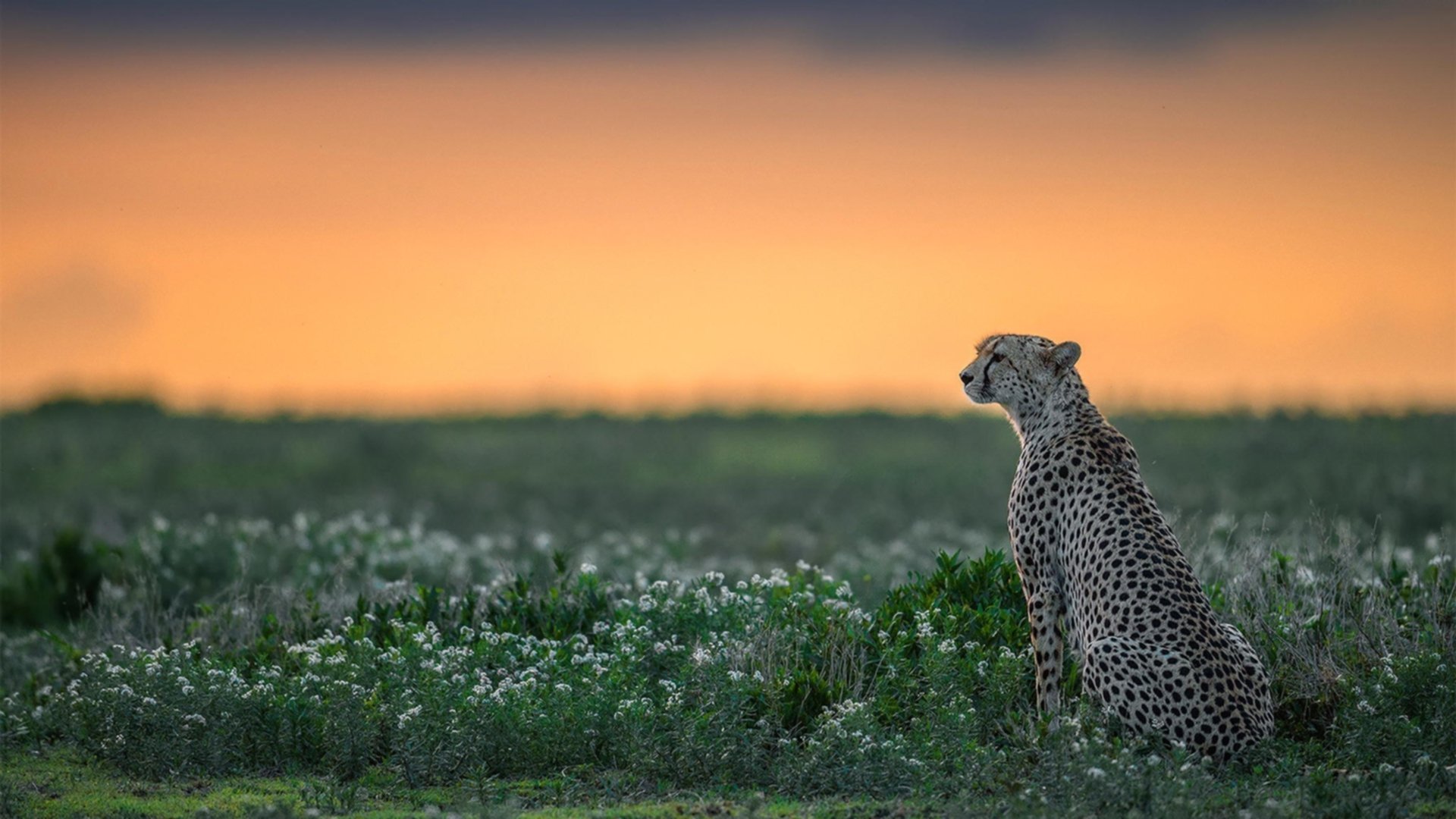 拜仁慕尼黑锋线大将梅开二度，带队获重要胜利，拜仁慕尼黑2021