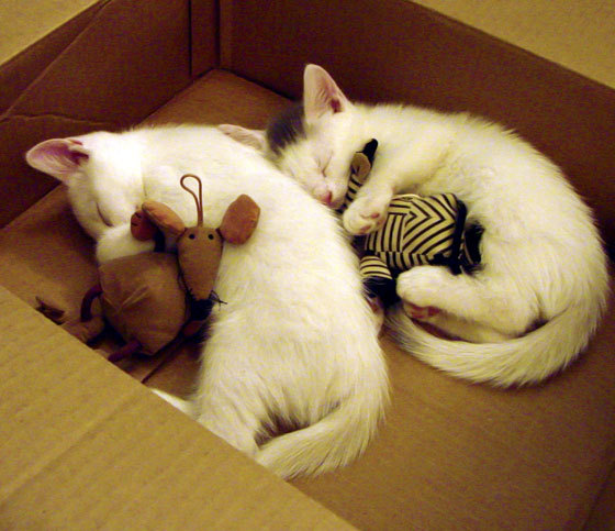 b体育app-欧莱利马助攻得分，帮助球队走出困境，leo莱欧