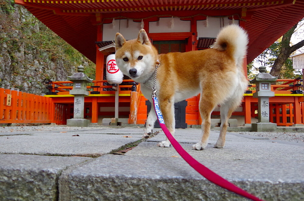 赛事转播质量持续提升,赛事转播质量持续提升措施