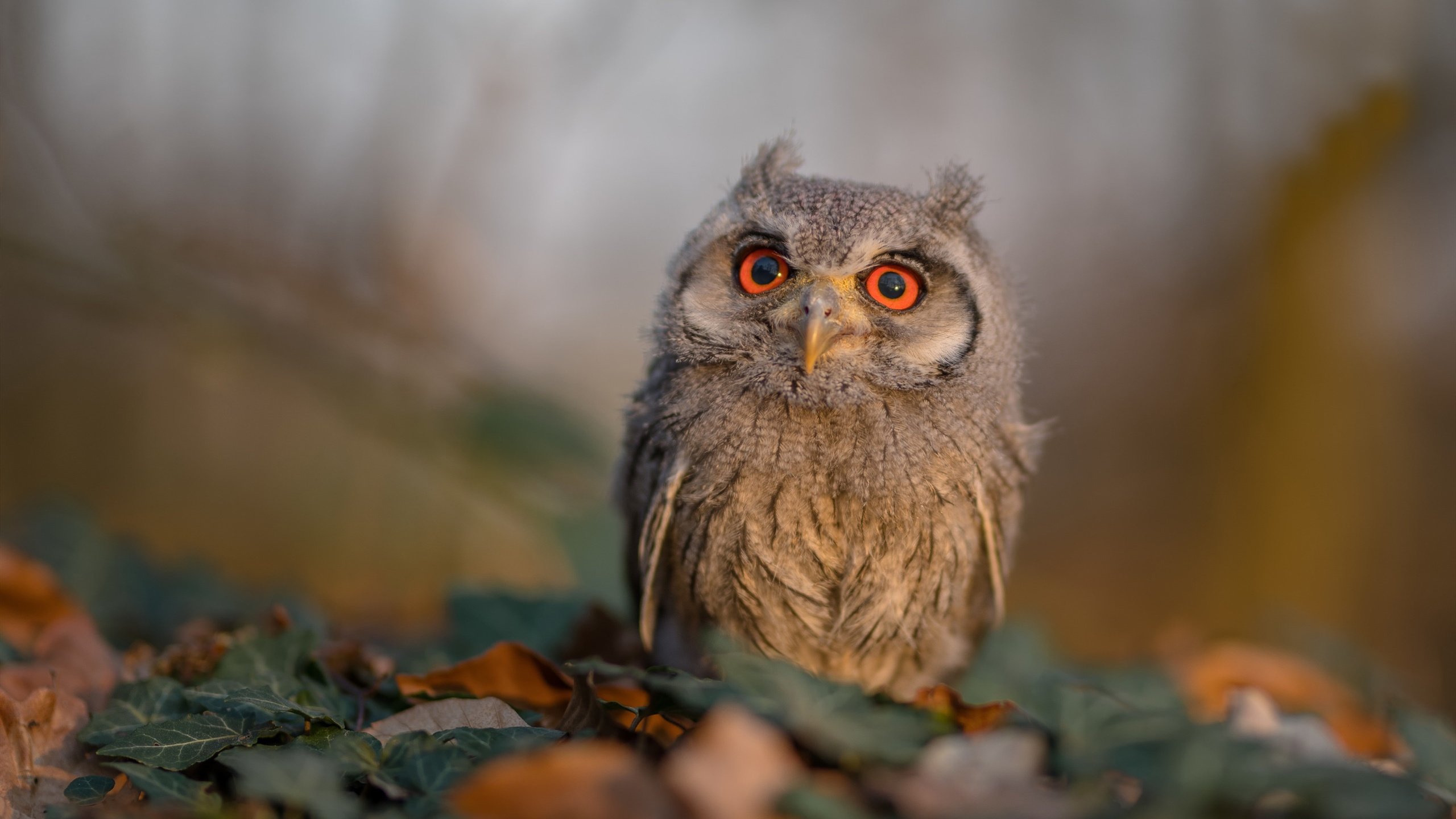 B体育中国官方平台-阿根廷国家队备战美洲杯，阿根廷足球队美洲杯