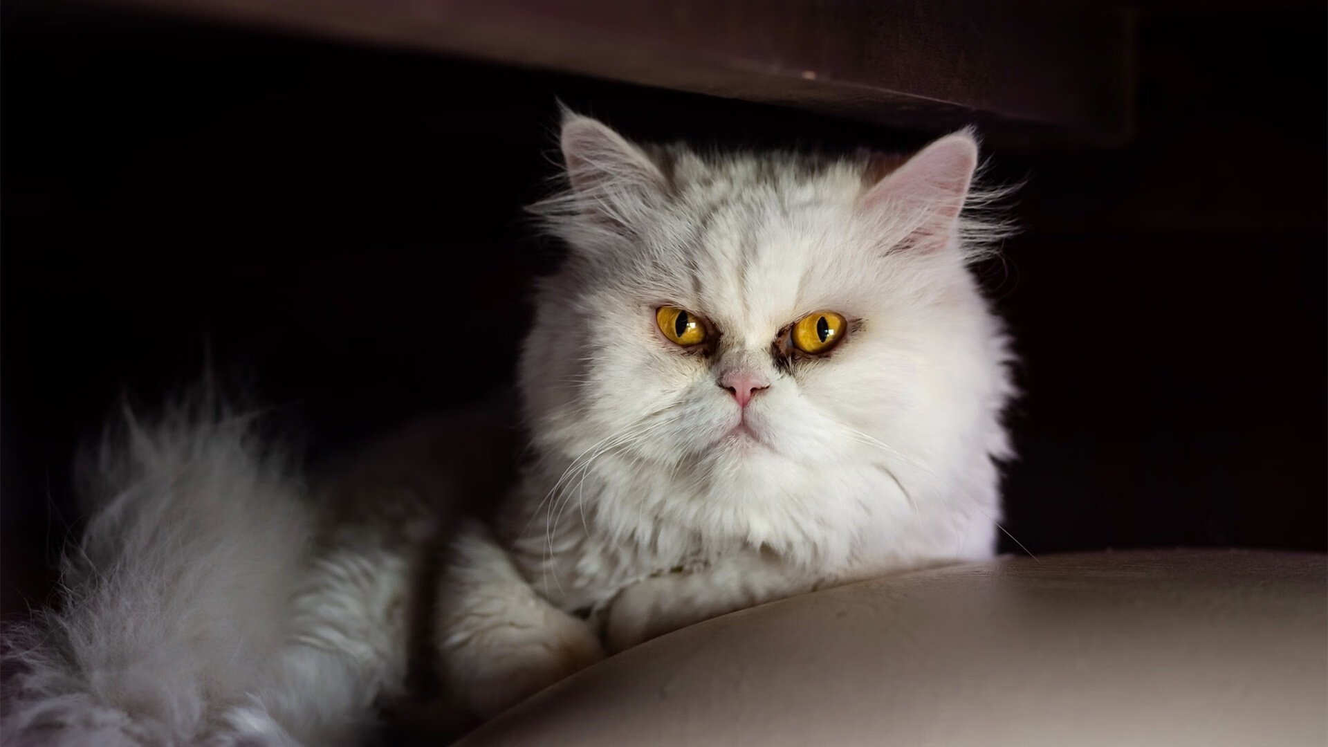 马竞主场1-0小胜阿拉维斯,艰难取胜,马竞进攻