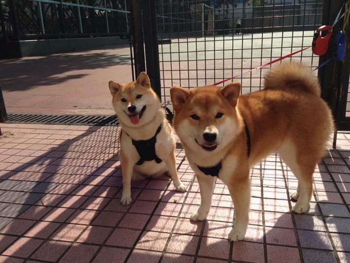 中国青少年篮球运动员速度训练体系设计，青少年篮球运动员体能训练