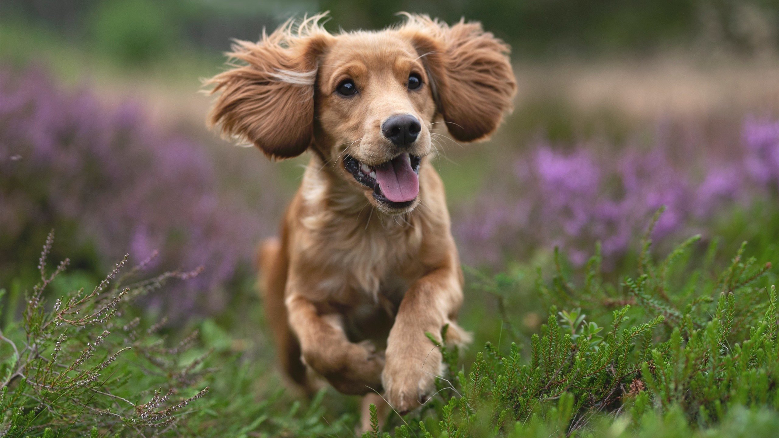 篮球专项体能训练的周期化设计与科学实施研究，篮球周期性训练计划