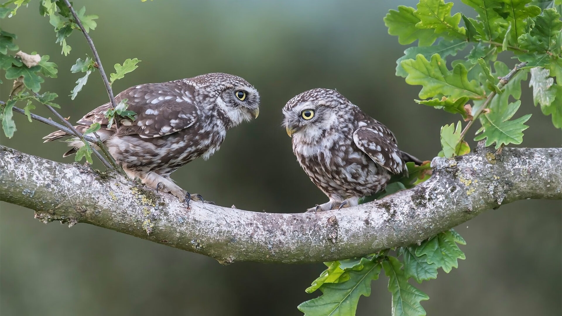 “皇马携新援出战，年轻血液引关注”