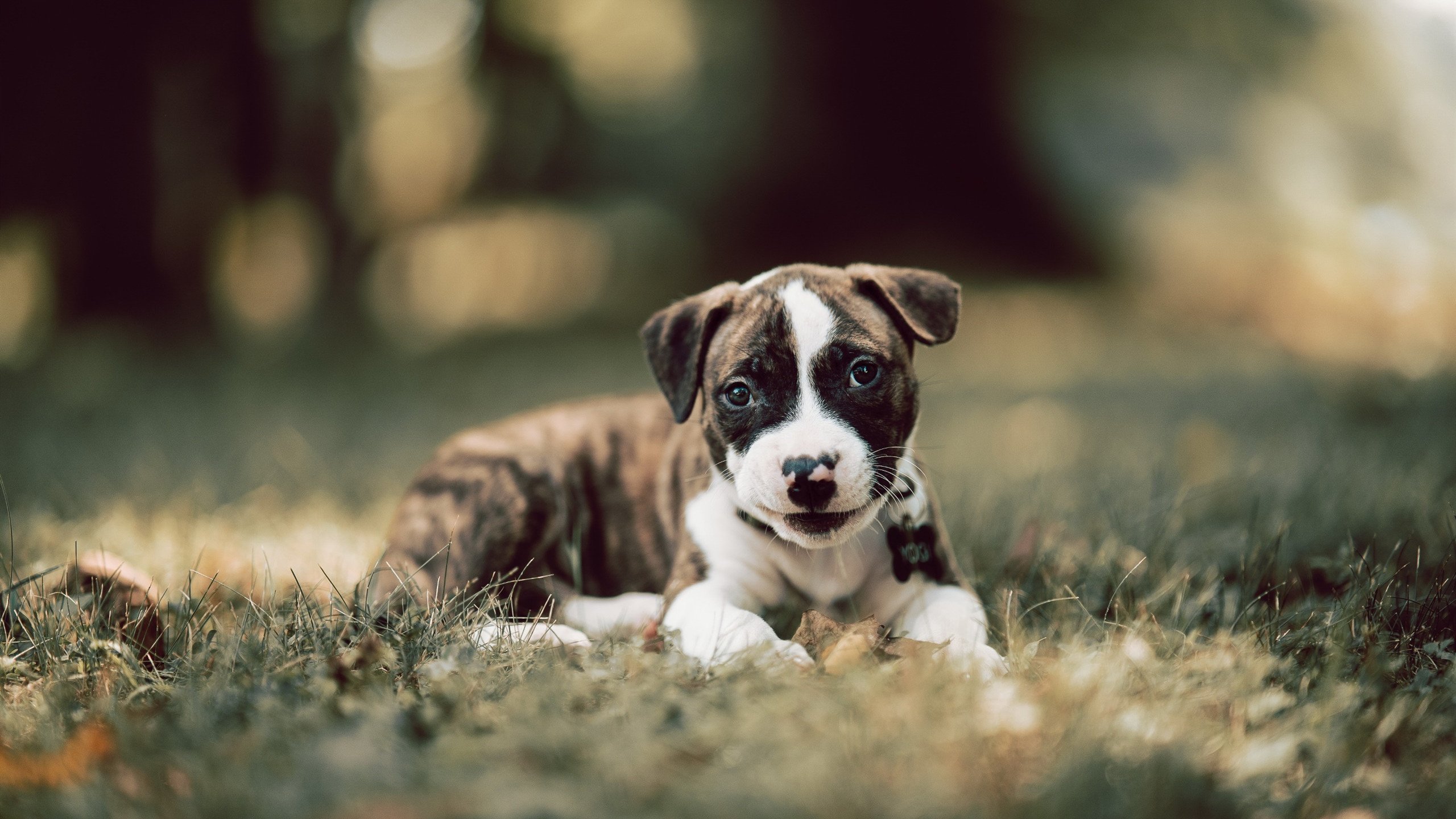 加拿大乒乓队的未来：如何提升教练团队与球员的互动与协作，现任加拿大乒乓球教练