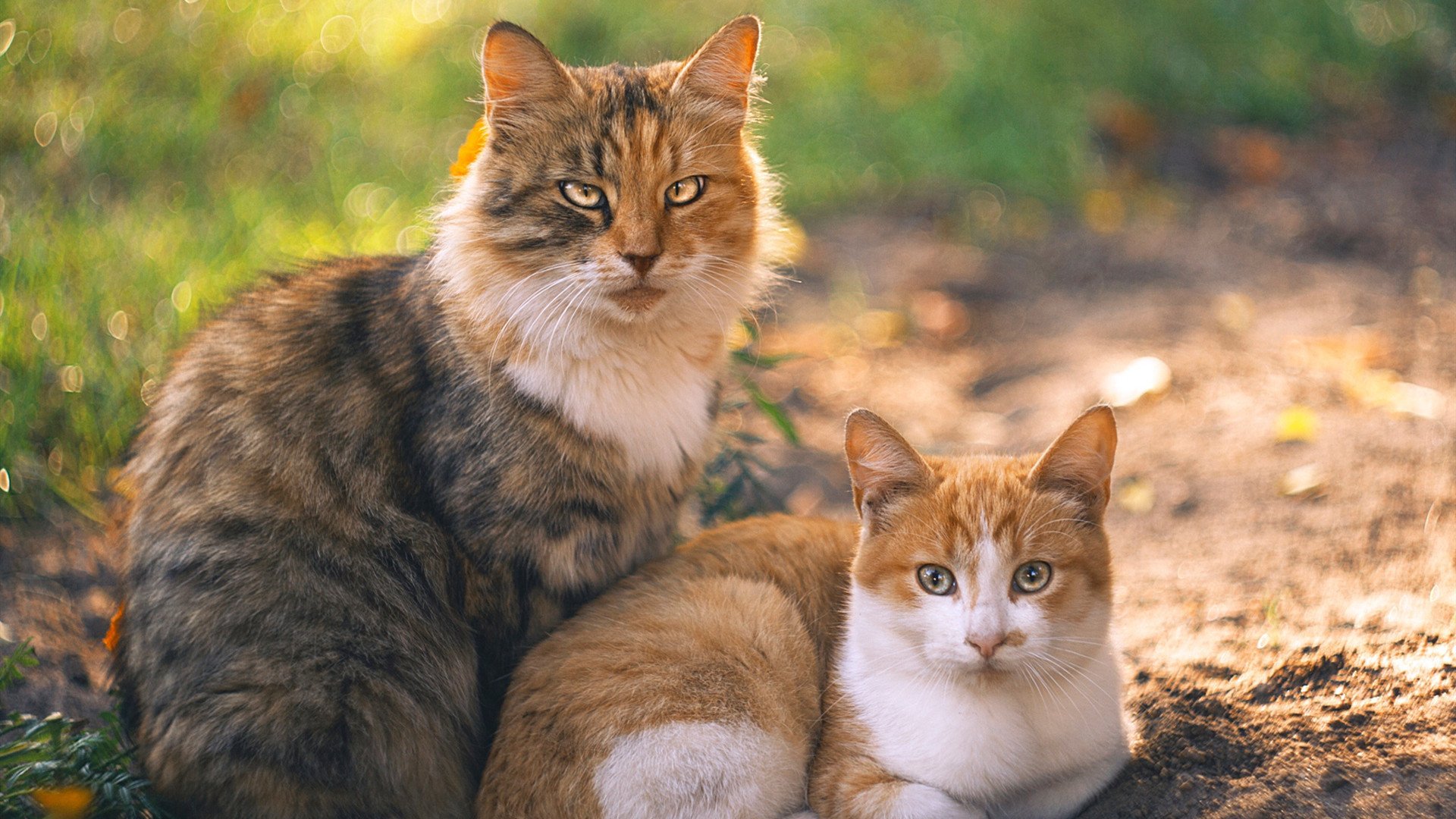 b体育在线平台-外援政策调整需兼顾本土发展需求，2020年外援政策