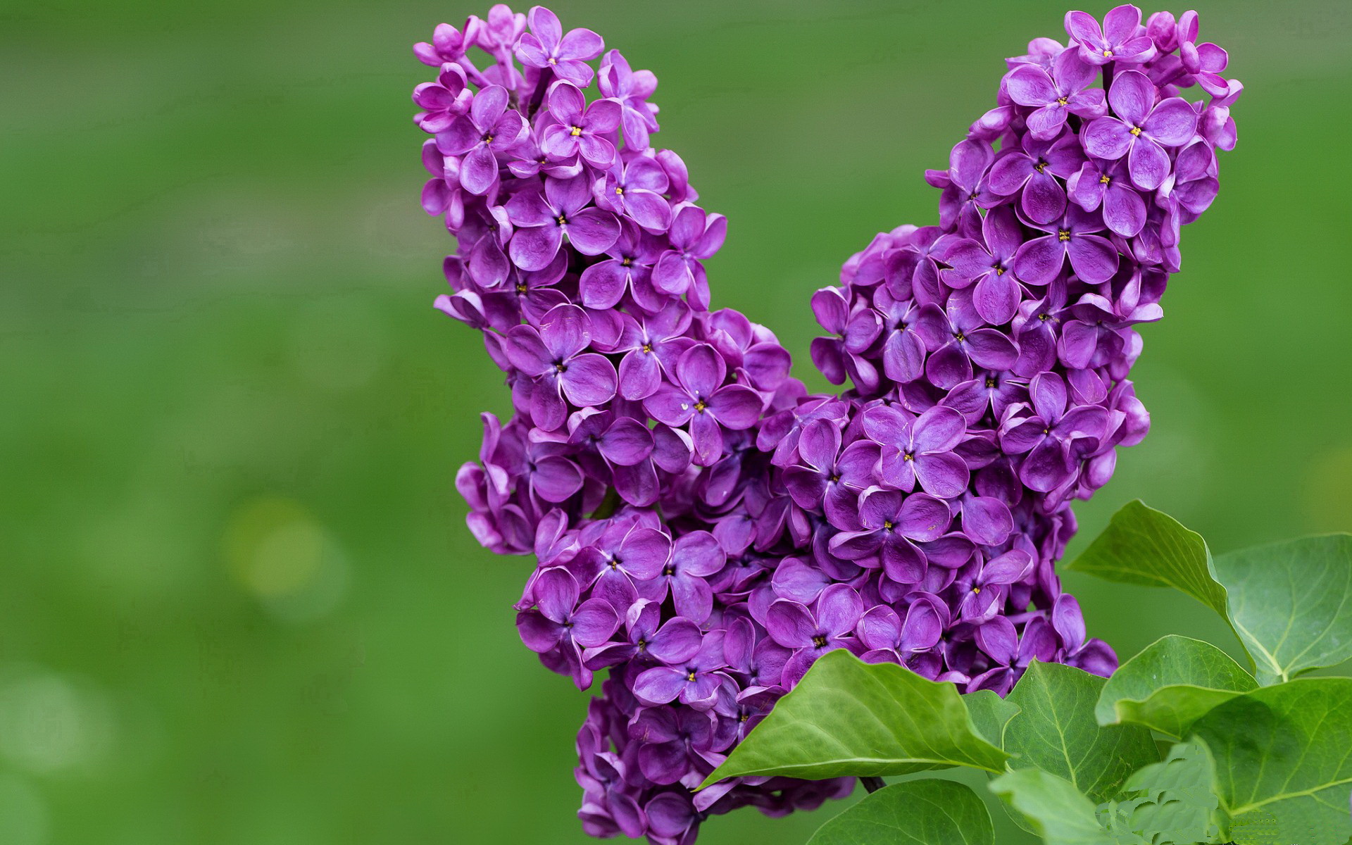 SPORTS-APP下载-新加坡队在国际乒联混合团体世界杯中的优势与挑战，新加坡队乒乓球