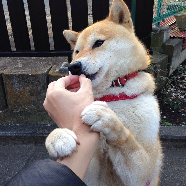 德甲场上演技:攻防突击精彩纷呈,德甲打法