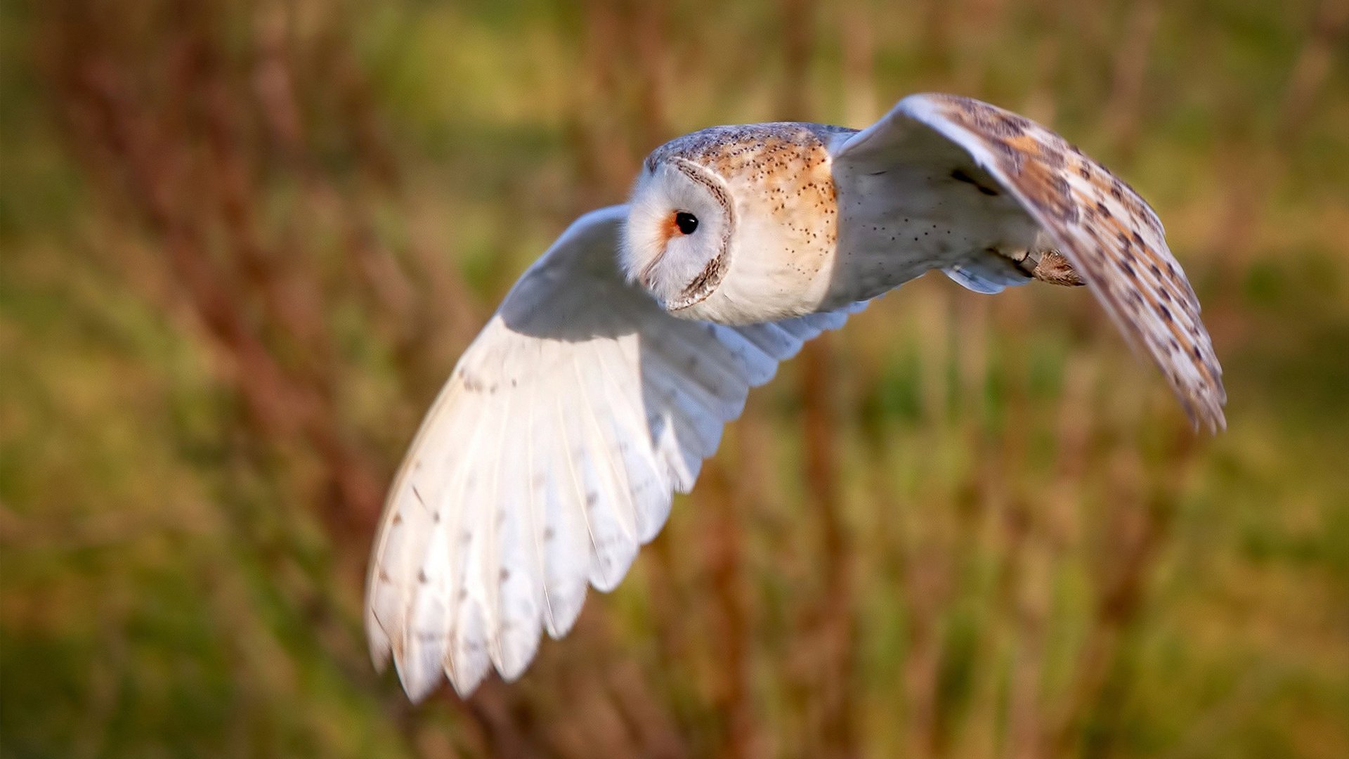 BSPORT 官网-意甲超速反击：瞬间突破引爆全场！，意甲最快进球是多少时间