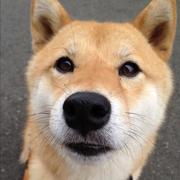 b体育平台-男子橄榄球仍具强大品牌影响力，橄榄球男子金牌